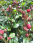 Preview: Hochstammrose Red Leonardo da Vinci 3